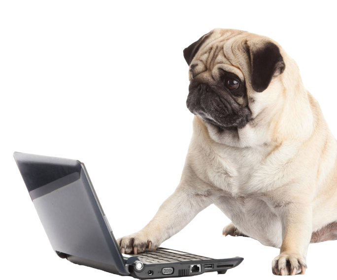 Pug with laptop